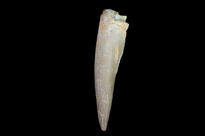 Fossil Plesiosaur (Zarafasaura) Tooth - Morocco #78415